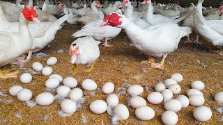 Amazing Muscovy Duck Hatching  Baby Ducklings Hatched