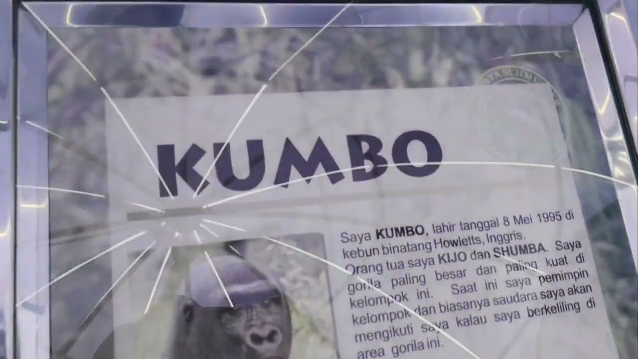 Kumu dan Kumbo Gorila Ragunan 