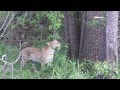 Leopard climbing a tree