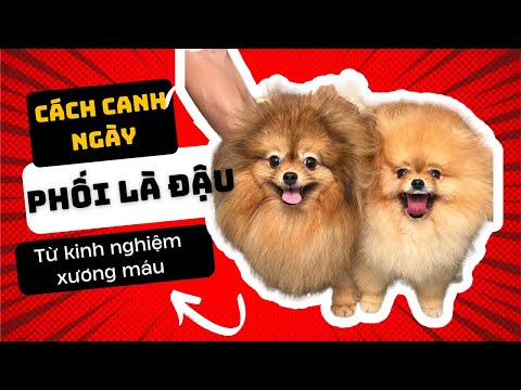 Canh ngày phối giống chó phốc sóc (phần 2)