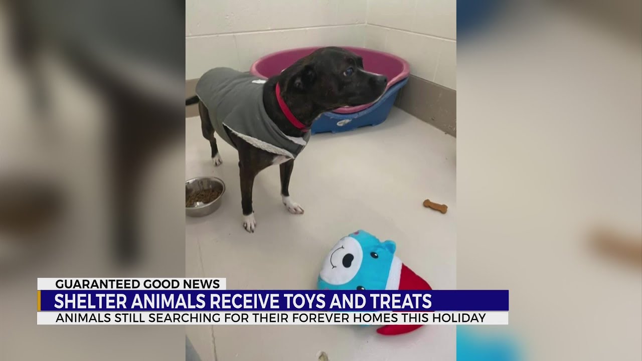 Washington County, Tennessee Animal Shelter showcases animals' Christmas haul; still searching for l