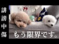 誹謗中傷・悪質コメントについてお伝えしたいことがあります。今後について...