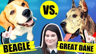 BEAGLE VS GREAT DANE by Fenrir Beagle Show 239 views 3 years ago 6 minutes, 27 seconds