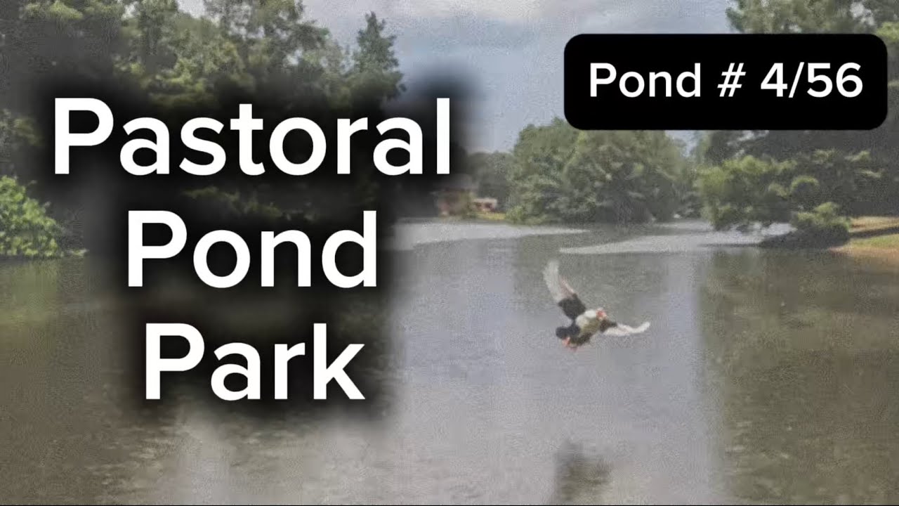 Pond 4 of 56 – Pastoral Pond | The Woodlands, TX Bass Fishing Series