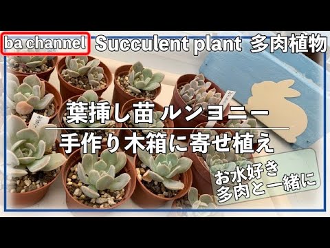 266 多肉植物 葉挿し苗ルンヨニー丼 鉢減らしで冬管理を楽に Succulent Youtube 266 多肉植物 葉挿し苗ルンヨニー丼 鉢減らしで冬管理を楽に Succulent Youtube