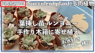266{多肉植物}葉挿し苗ルンヨニー丼🥗鉢減らしで冬管理を楽に