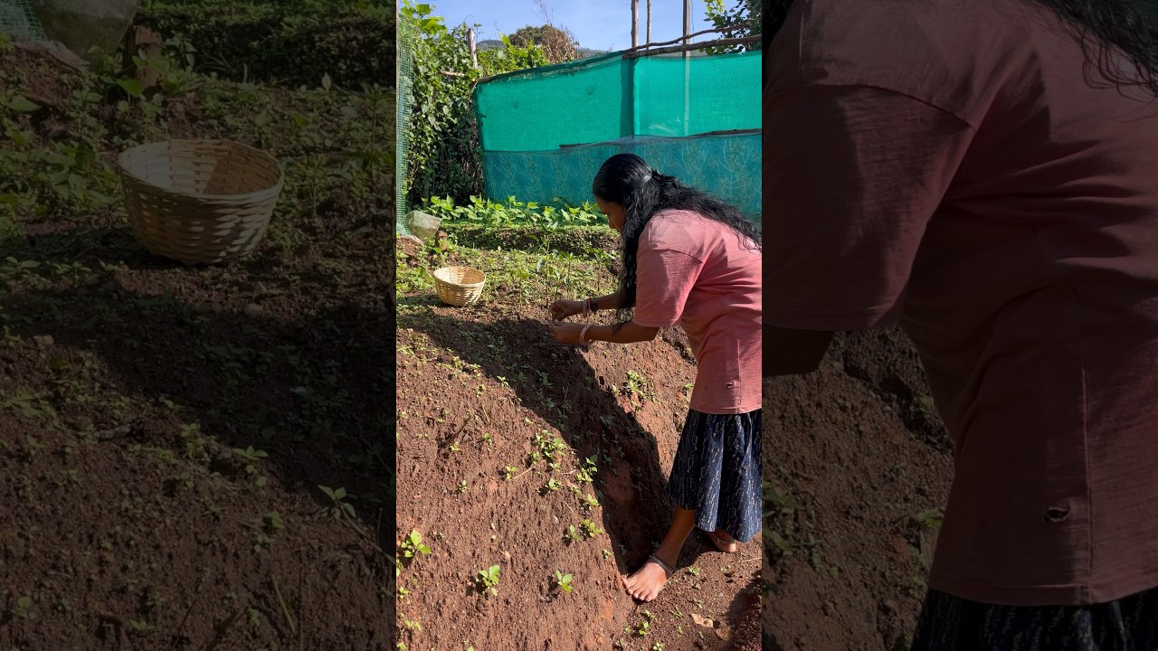 🍃பூண்டு🧄வெங்காயம்🧅நடலாமா🍃#munnar #cooking #food #rurallife #village