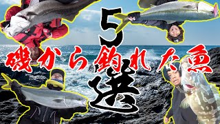 磯から釣れた巨大魚選