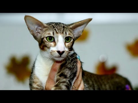 Ориентальная КОШКА - Дружелюбная КРАСАВИЦА с Востока | Породы КОШЕК