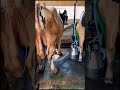 Cow problem 😳 Watch till end #shorts