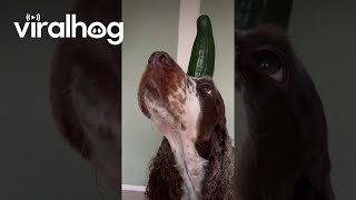 A Very Patient Cocker Spaniel Balances a Cucumber on Her Head || ViralHog