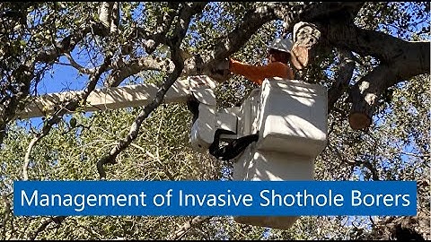 Management of Invasive Shothole Borers