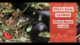 Black Racer Snake