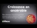 Croissance en anarobie avec jarre anarobie