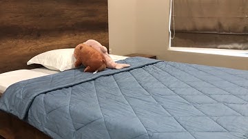 Thi công nội thất căn hộ 2 phòng ngủ Hà Đô Centrosa