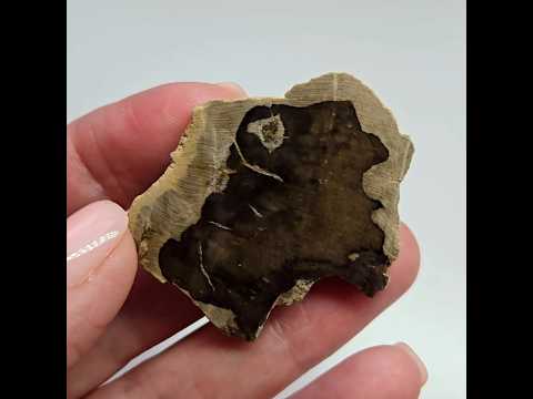 Скам’яніле дерево, вставка для колекцій і виготовлення прикрас, 80 ct, відео 1