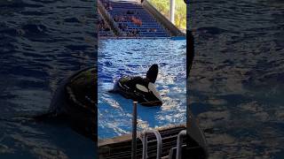 Queen Takara waving to the commoners 👑 👋 #seaworld #killerwhale #orcaencounter