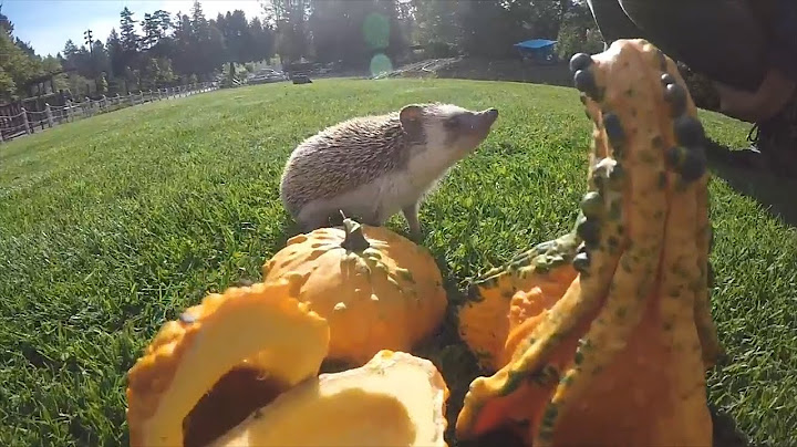 Baby Hedgehog Loves Fall So Much It Can't Stop Eating Gourds