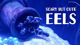 EELS | Moray eel, Garden eel, Engineer Goby #JamCat