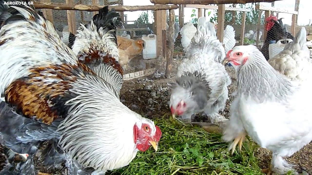 Brahma BSO  -  grass is good for chickens - AGROKOTA.GR