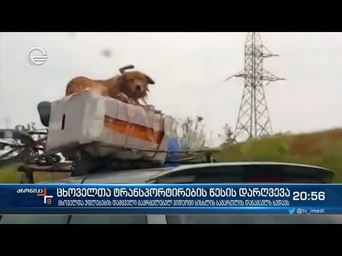 ცხოველთა ტრანსპორტირების წესის დარღვევა