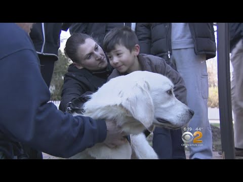 Video: Anak Laki-Laki Dengan Autisme Dan Anjing Servisnya Adalah Duo Lintas Negara Yang Luar Biasa