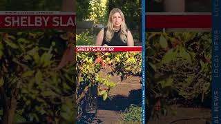 Neighbors rattled by violent, apparently random home invasions in Vancouver, Washington