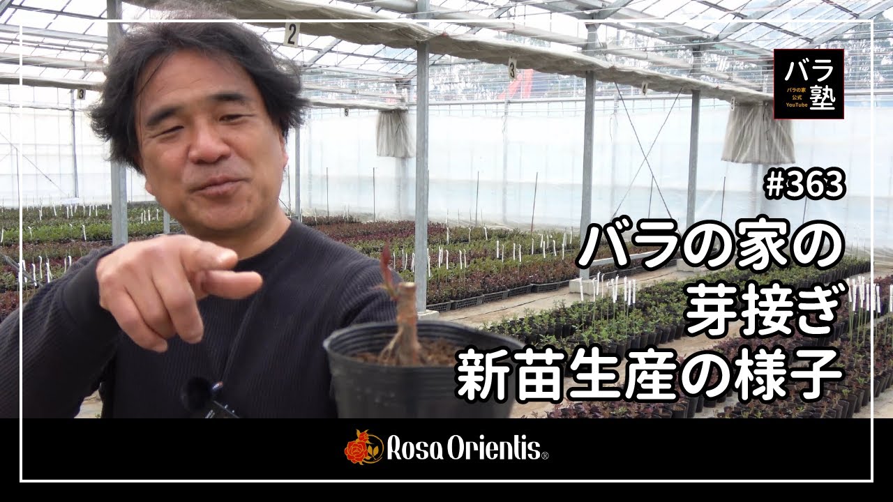 363 Bud grafting and new seedling production at the Rose House