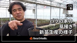 363 Bud grafting and new seedling production at the Rose House