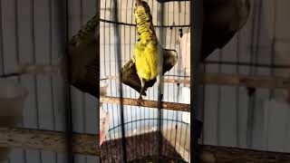 Anakan Burung Manggar Pakai Ring!#kicaumania #ringburung #youtubeaffiliate