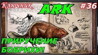 ARK Survival Evolved. Серия 36 - Приручаем Бобра..эм..Бобриху!:))