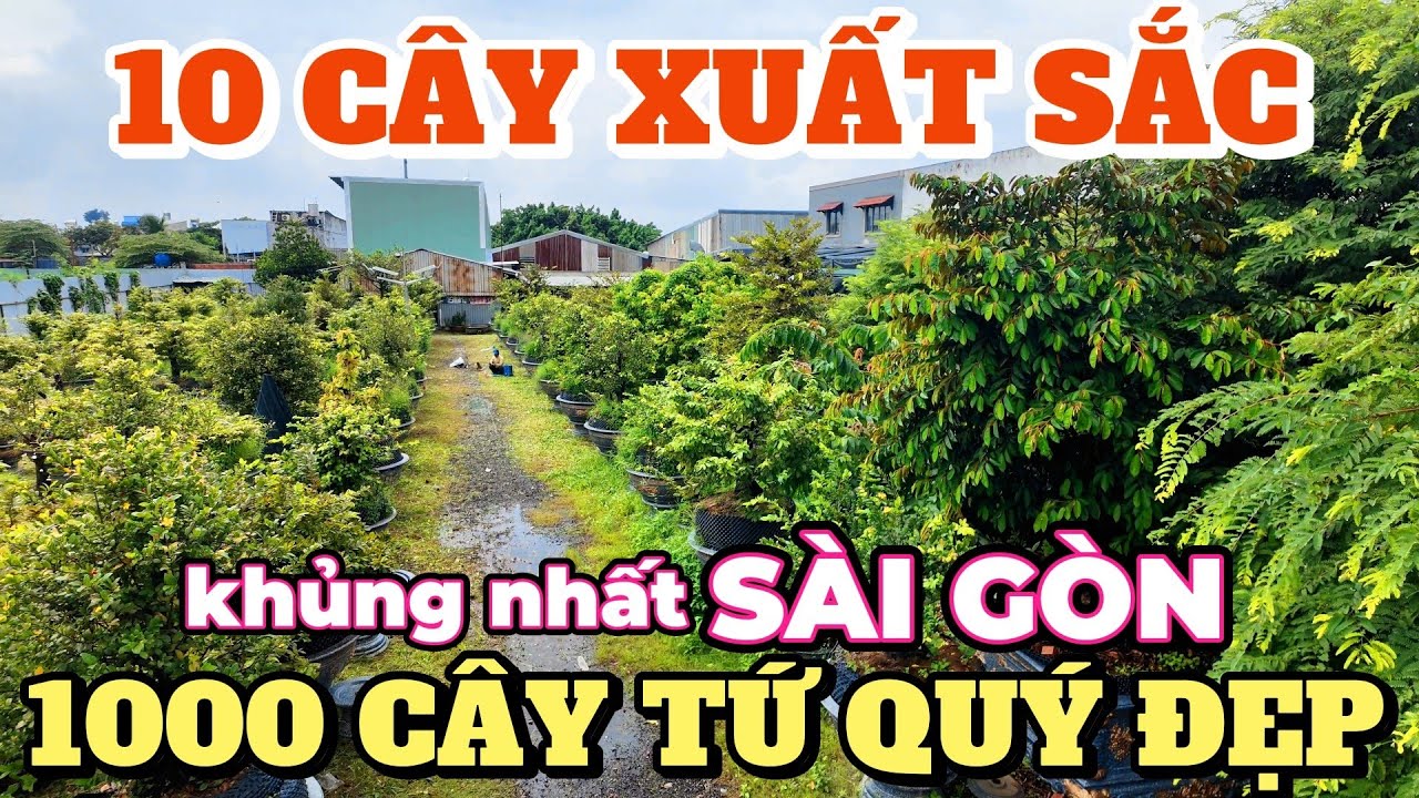 Tiếc hùi hụi dàn cây tứ quý khổng lồ bị suy nằm la liệt trong vườn mai An Khang khủng nhất SÀI GÒN..