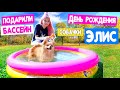 ДЕНЬ РОЖДЕНИЯ СОБАЧКИ ЭЛИС!  ИСПОЛНИЛСЯ 1 ГОДИК ! ПОДАРИЛИ БАССЕЙН ! Собачка КУПАЕТСЯ В БАССЕЙНЕ