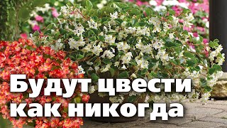 Максимальное Цветение Бегоний  Правильно Готовим К Посадке