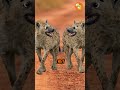 Hyenas Don’t Deserve The Hate