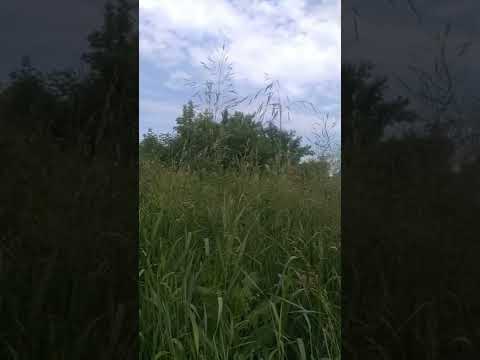 Мысли вслух. Книга жизни