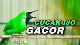 Download Lagu CUCAK IJO GACOR FULL KASAR COCOK BUAT MENAIKKAN EMOSI BURUNG IJO DEWASA AGAR CEPAT JAMTROK MP3 Download Lagu CUCAK IJO GACOR FULL KASAR COCOK BUAT MENAIKKAN EMOSI BURUNG IJO DEWASA AGAR CEPAT JAMTROK MP3