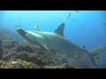 Diving in Cocos Island - Costa Rica 2019 - Hammerhead Shark paradise