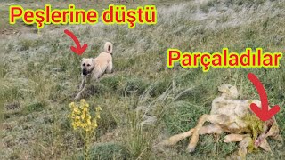 KUZUYU KURTLAR ALIP GÖTÜRÜNCE KEŞ ÇILGINA DÖNDÜ ~ KUZUYU 1 GECEDE YOK ETTİLER