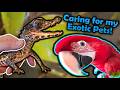 My Weekly Exotic Pet Care Routine!