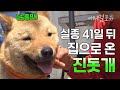 “너 홍민이 아니냐?!!” 잃어버린 지 41일 만에 집으로 돌아온 진돗개 ‘손홍민’ | KBS 240509 방송