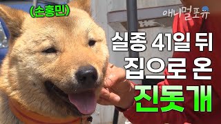 “너 홍민이 아니냐?!!” 잃어버린 지 41일 만에 집으로 돌아온 진돗개 ‘손홍민’ | KBS 240509 방송