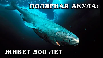 Гренландская полярная акула: Самое долгоживущее существо | Интересные факты про морских обитателей