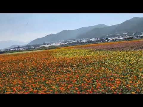 2025臺中國際花毯節 (新社花海)8 超級防手震開啟 2025.11.24 121312