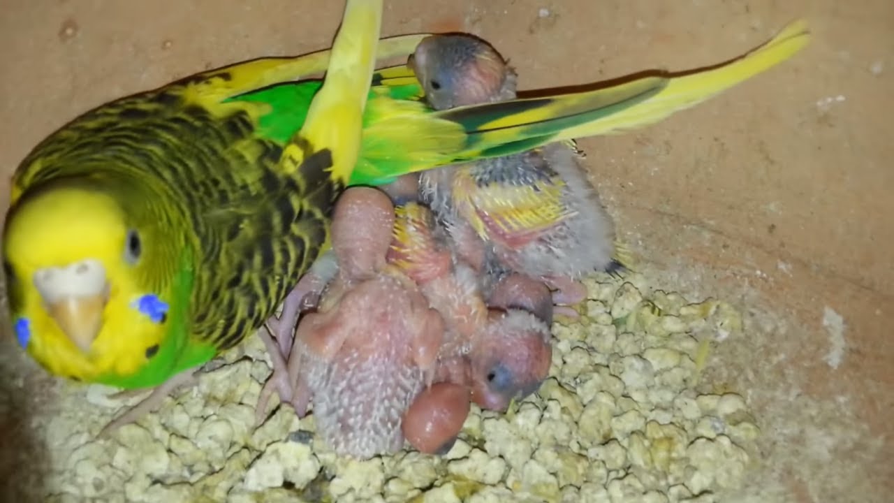 How long does it take for lovebird eggs to hatch Budgies Eggs Hatching Time Progress Youtube