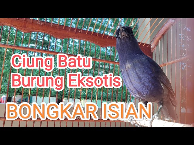 Ciung Batu Burung Eksotis Bongkar Isian class=