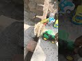mini tractor trolley ke upar Se gehu ka bal Rakhker palat Diya 🚜😘☺️🥰🥰#automobile #shortvideo🚜🤩🥹😍🥺🥲🤡🤡