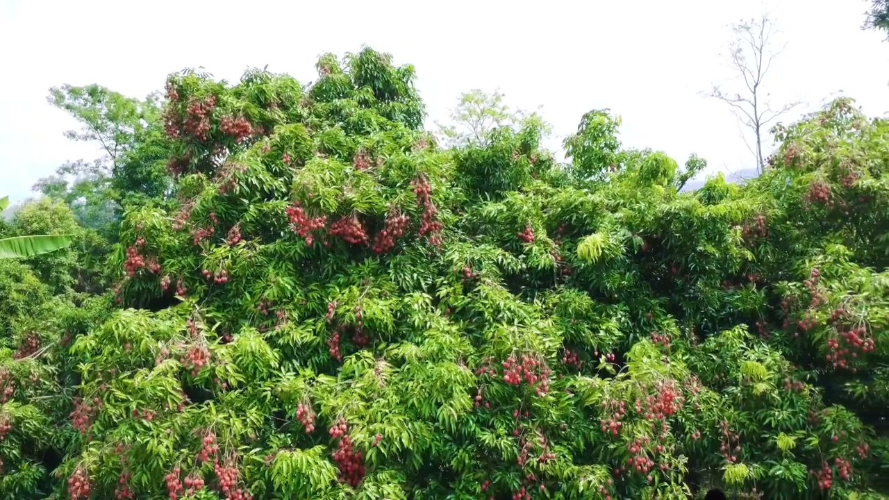 Litchi Garden in Chyangli Gorkha YouTube