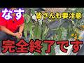 【なす】これが無農薬のリアルです…