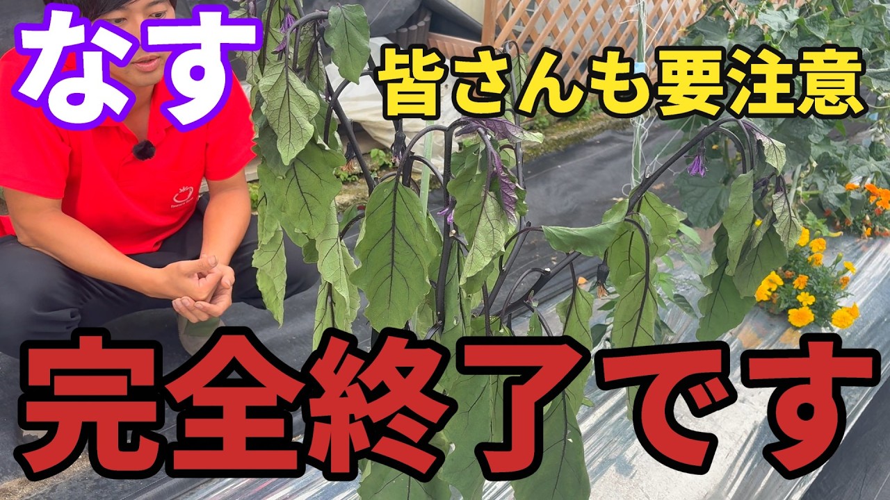 【なす】これが無農薬のリアルです…